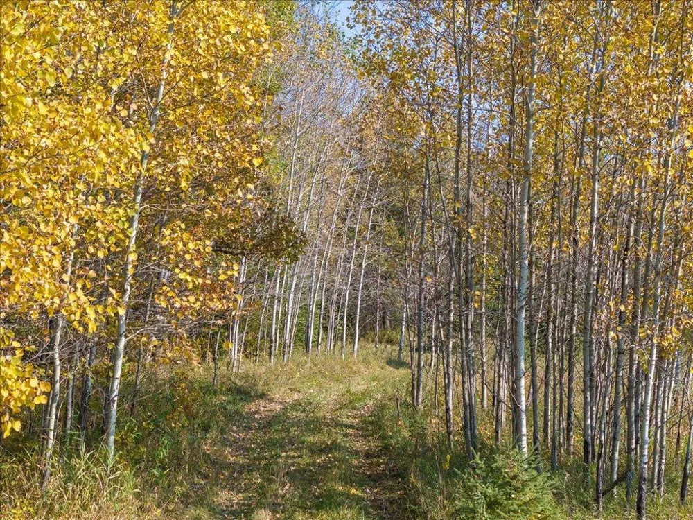 TBD State 64 Akeley, MN 56433