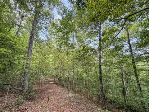 Black Forest dr