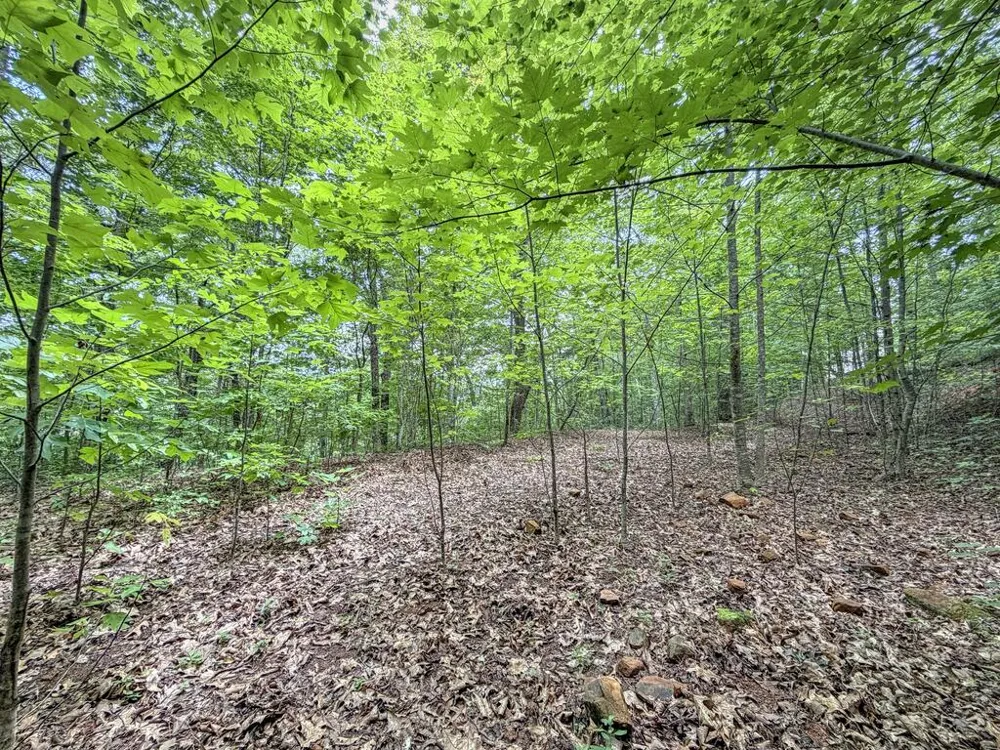 Black Forest dr Bryson City, NC 28713