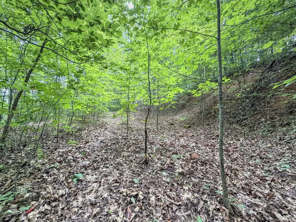 Black Forest dr Bryson City, NC 28713
