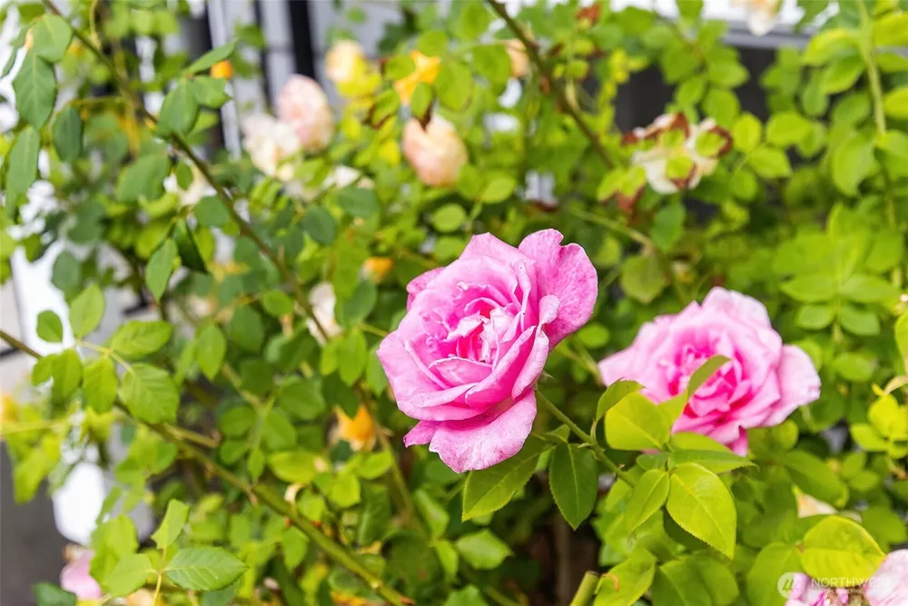 661 Birch Street Edmonds, WA 98020