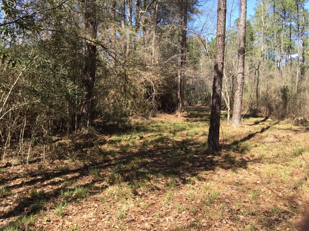 Buffalo Lane Silsbee, TX 77656