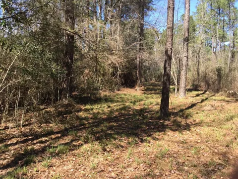 Buffalo Lane