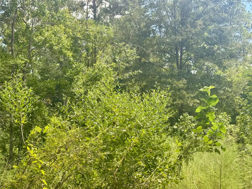 Buffalo Lane Silsbee, TX 77656