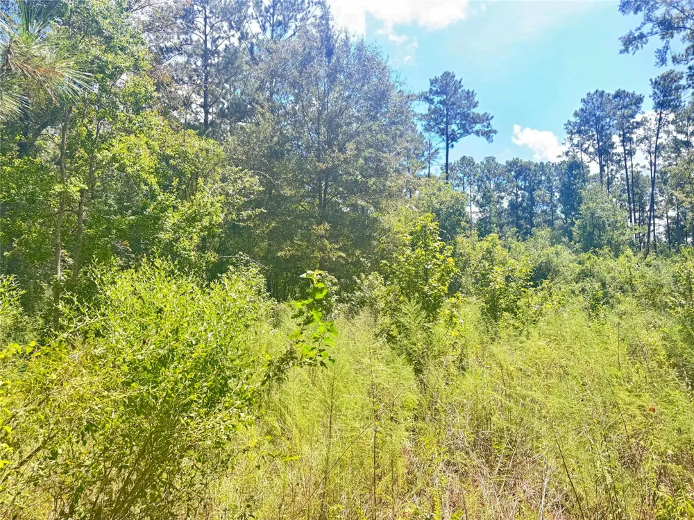 Buffalo Lane Silsbee, TX 77656