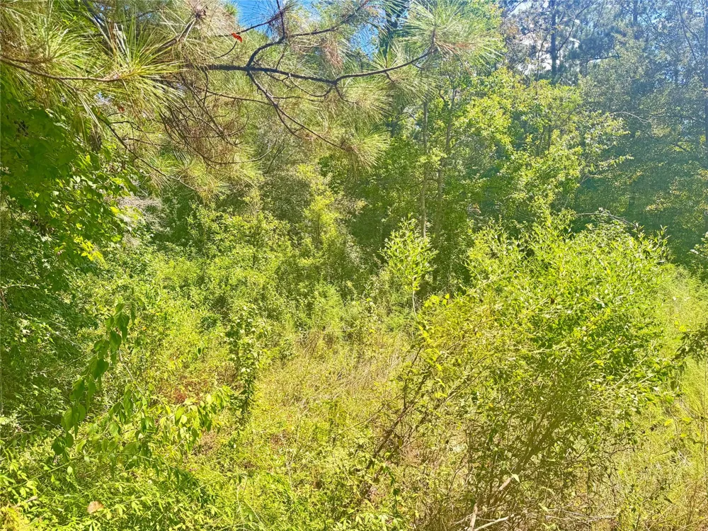 Buffalo Lane Silsbee, TX 77656