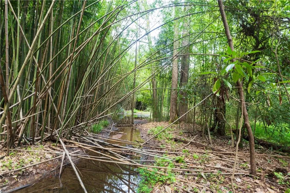 0 Roosevelt HWY - 20.58 Acres Warm Springs, GA 31830