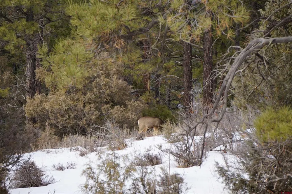 941 975,995 & 1027 Hurt Drive Pagosa Springs, CO 81147
