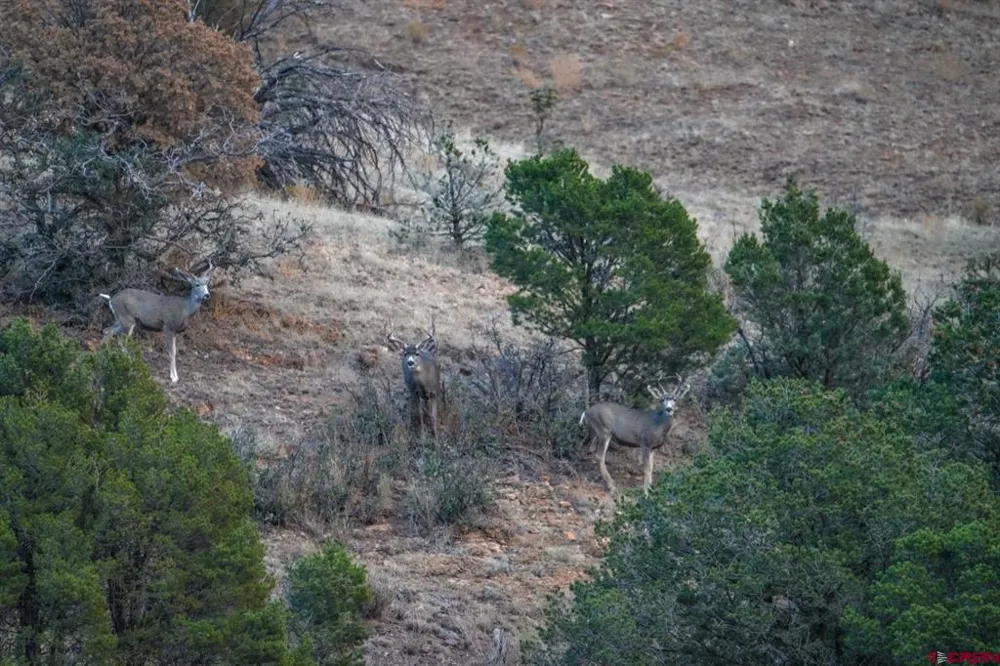 US 380 Carrizozo, NM 88301
