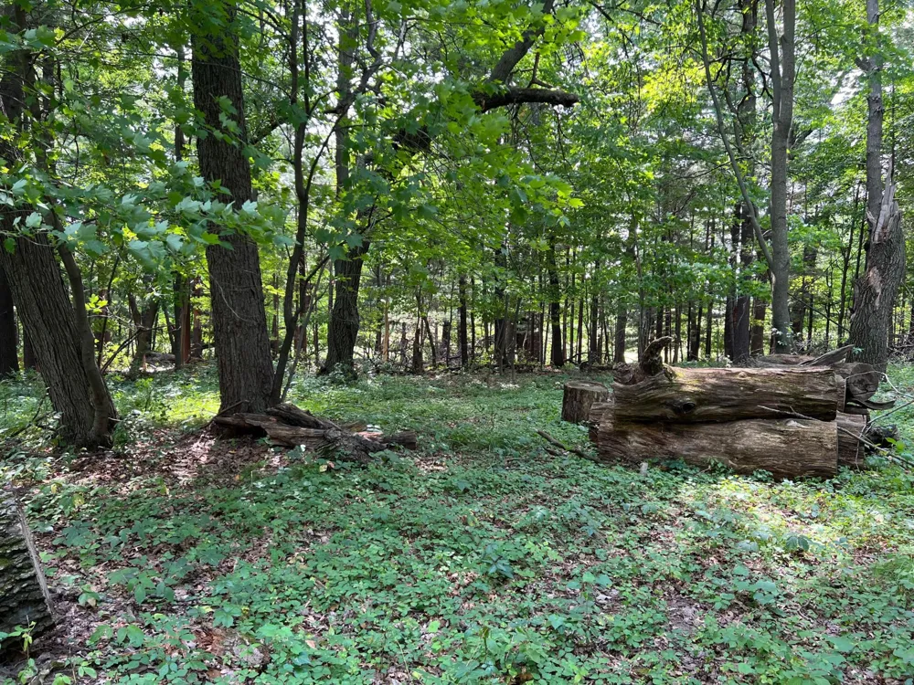 TBD Elmcrest Avenue Stacy, MN 55079
