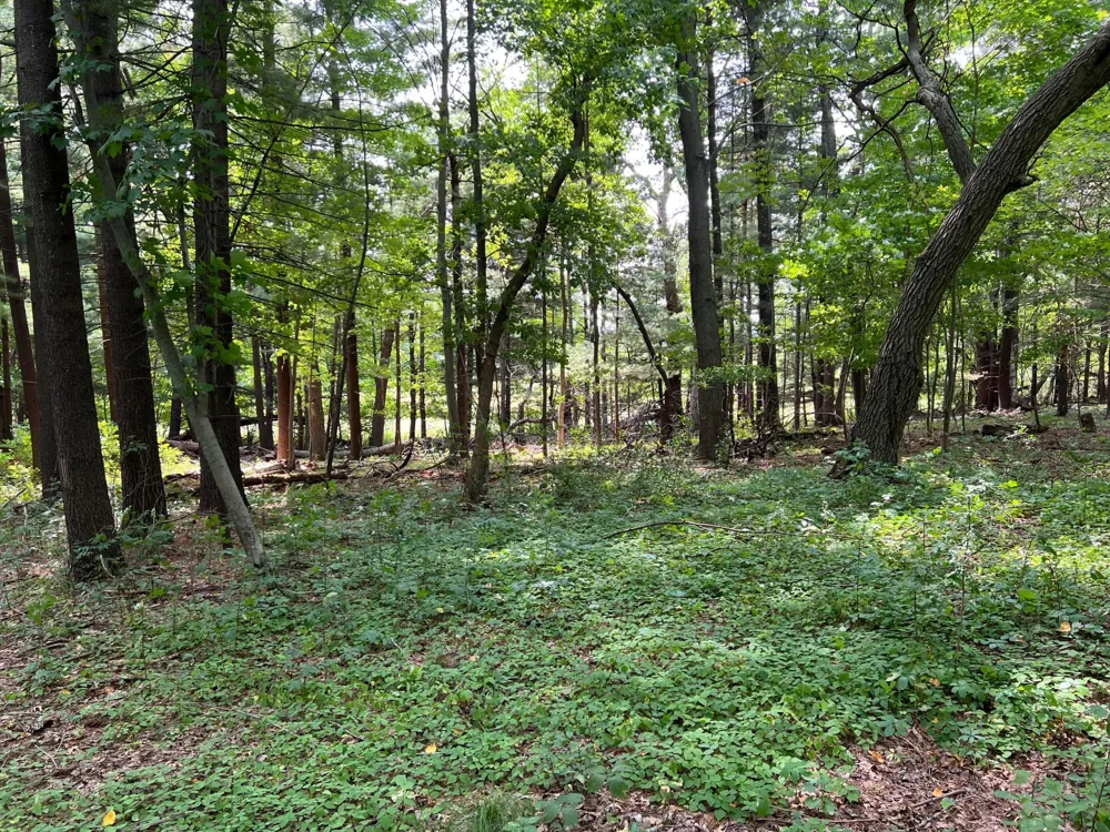 TBD Elmcrest Avenue Stacy, MN 55079