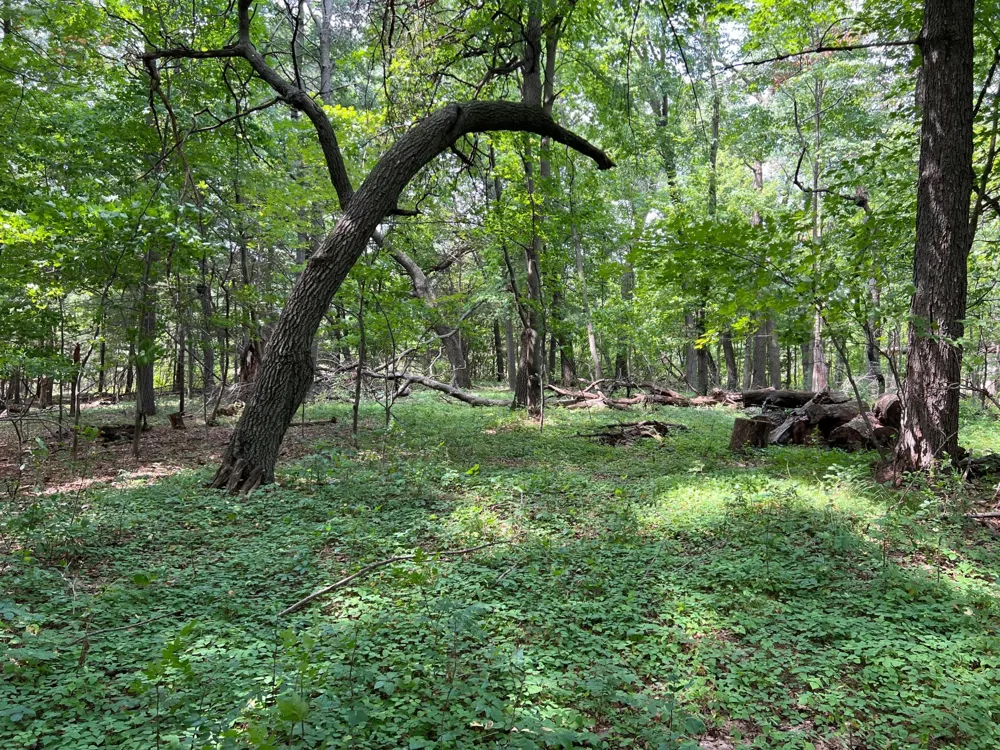 TBD Elmcrest Avenue Stacy, MN 55079