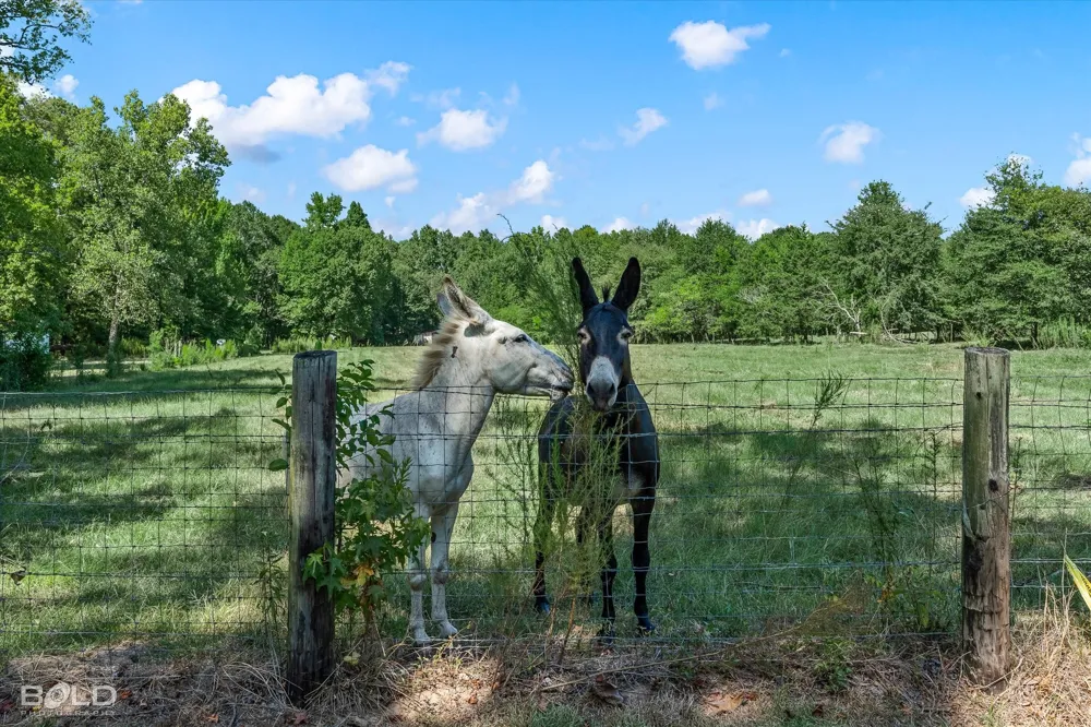 Rocky Mount Road Plain Dealing, LA 71064