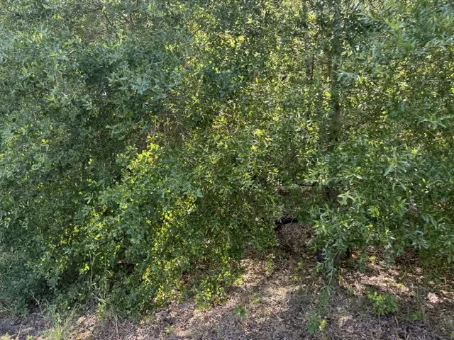 County Rd. 1300 Emory, TX 75440