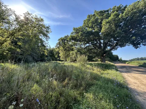 McKinney