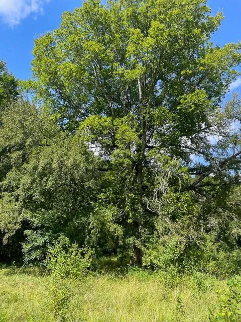 Jenkins Road North Oakhurst, TX 77359