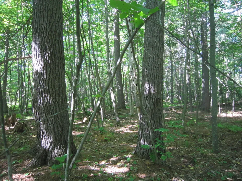 Lot 1, Blk 1 Parklands Lane NW Laporte, MN 56461