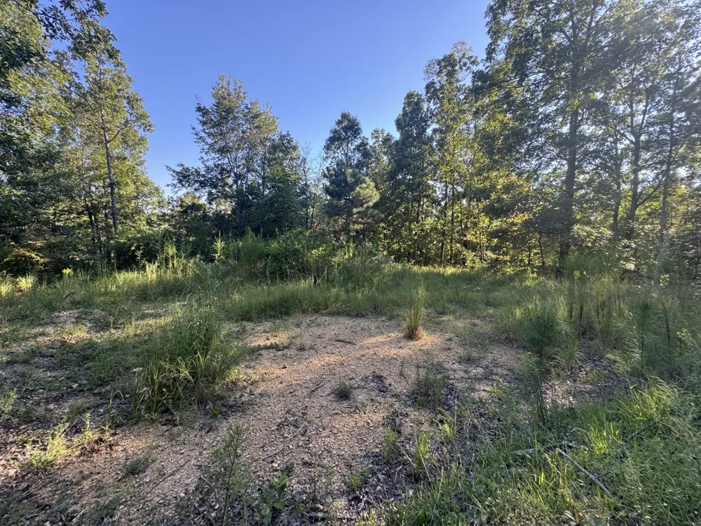 175 Fern Springs Rd Hohenwald, TN 38462