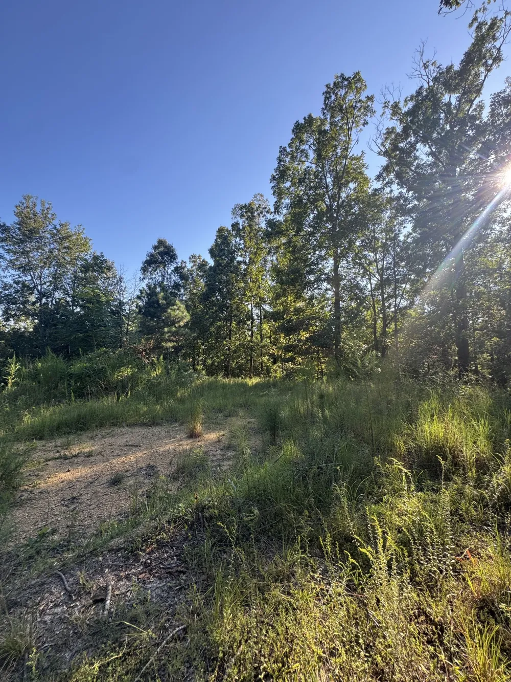 175 Fern Springs Rd Hohenwald, TN 38462