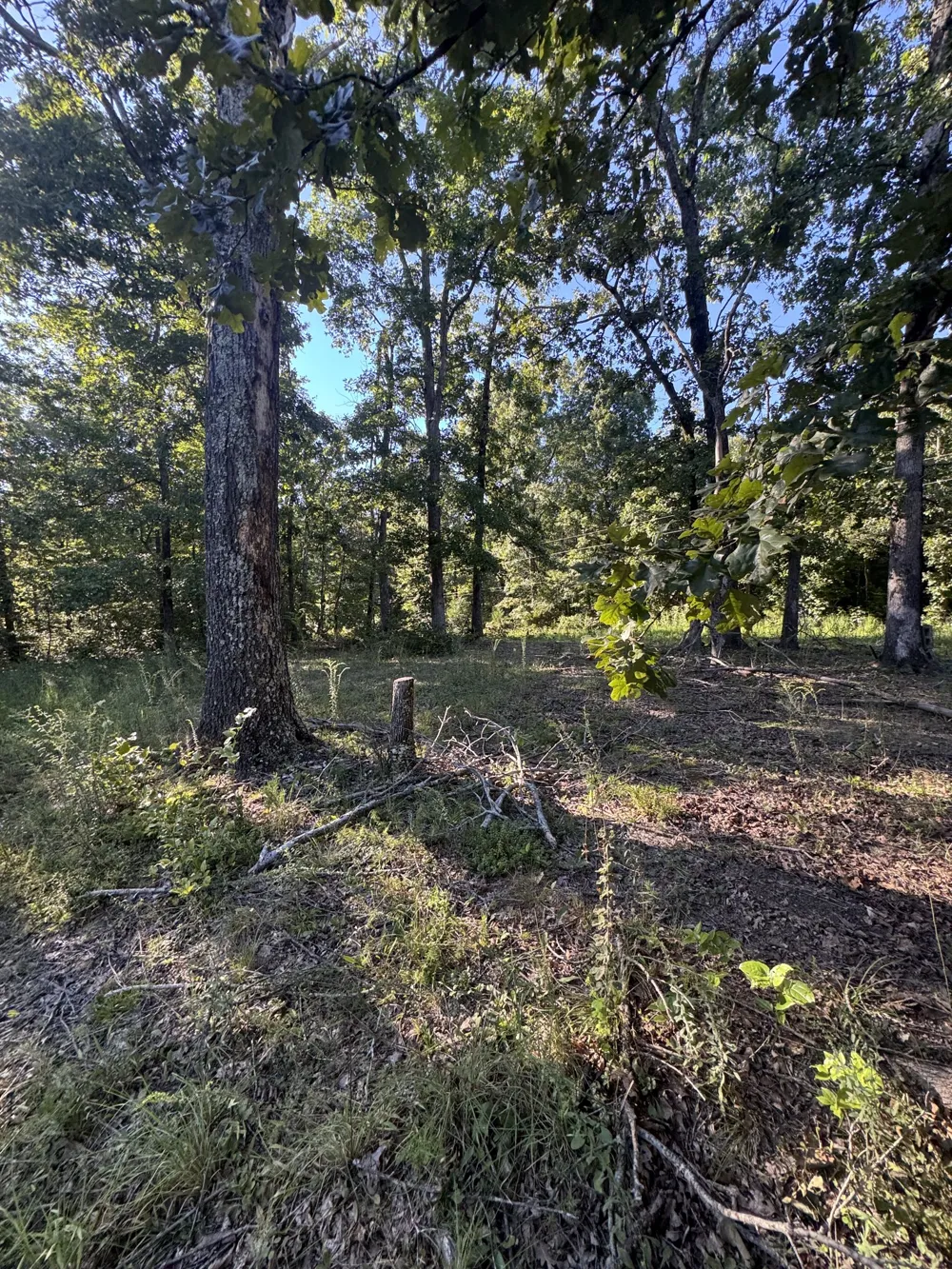 175 Fern Springs Rd Hohenwald, TN 38462