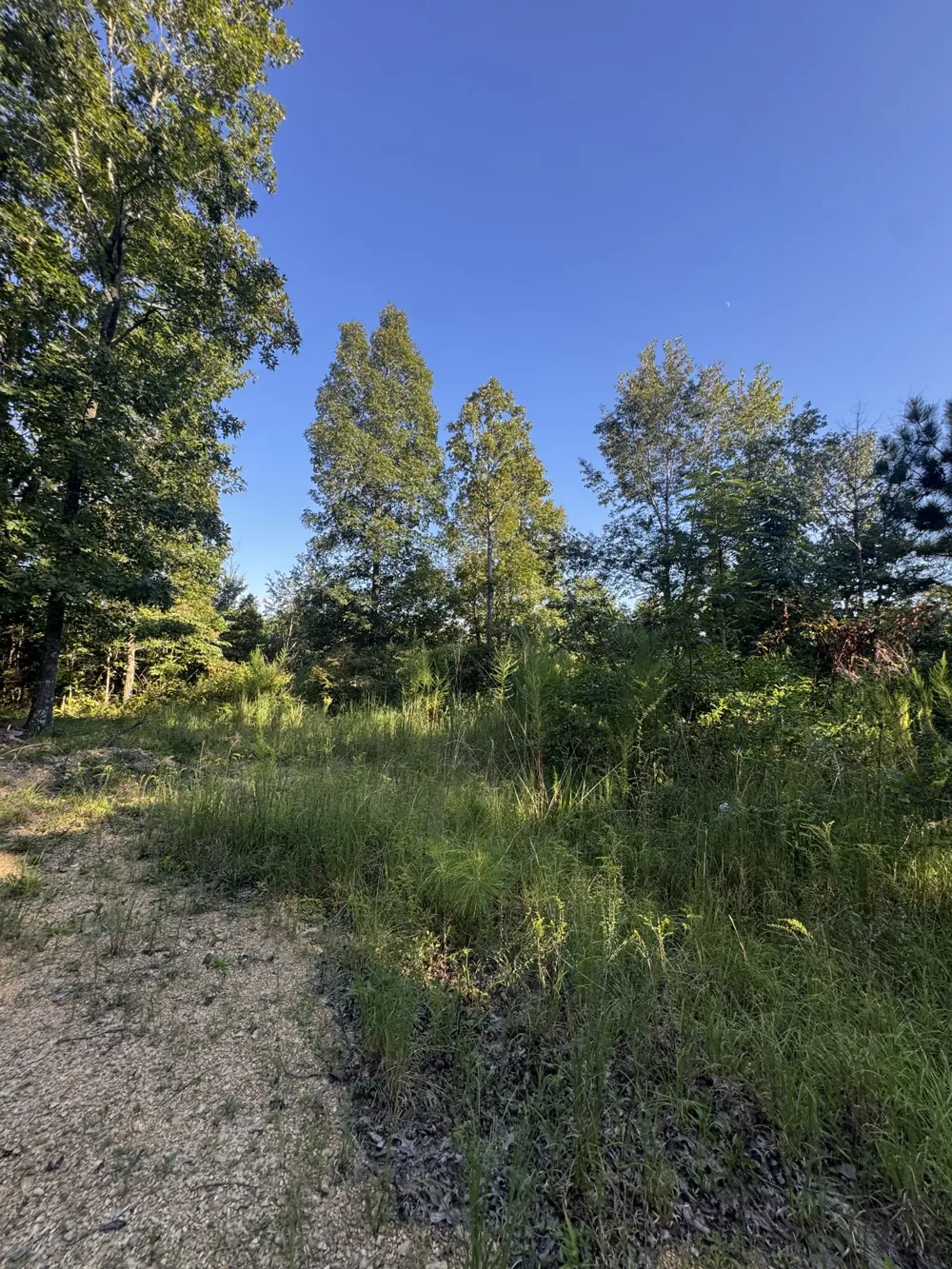 175 Fern Springs Rd Hohenwald, TN 38462