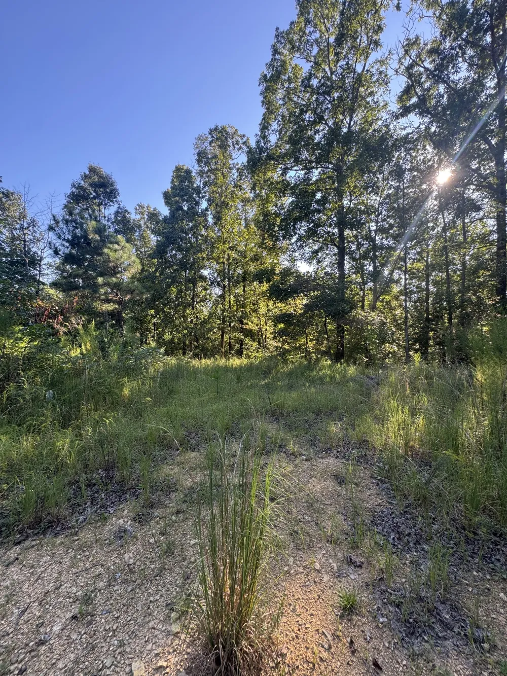 175 Fern Springs Rd Hohenwald, TN 38462