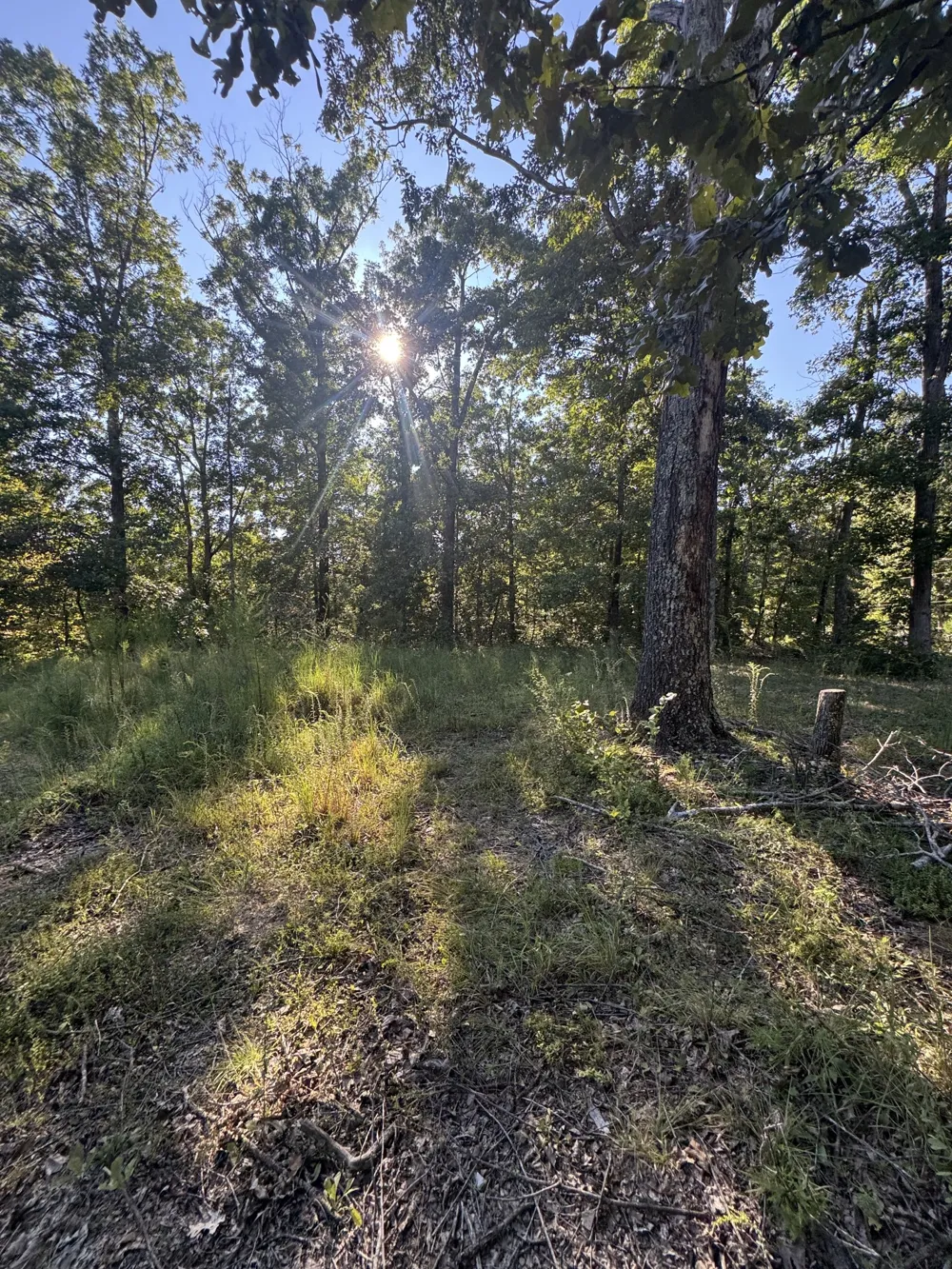 175 Fern Springs Rd Hohenwald, TN 38462