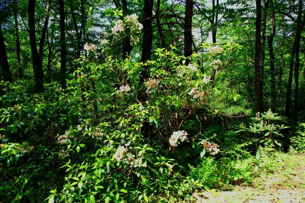 Highlands Gate Drive Highlands, NC 28741