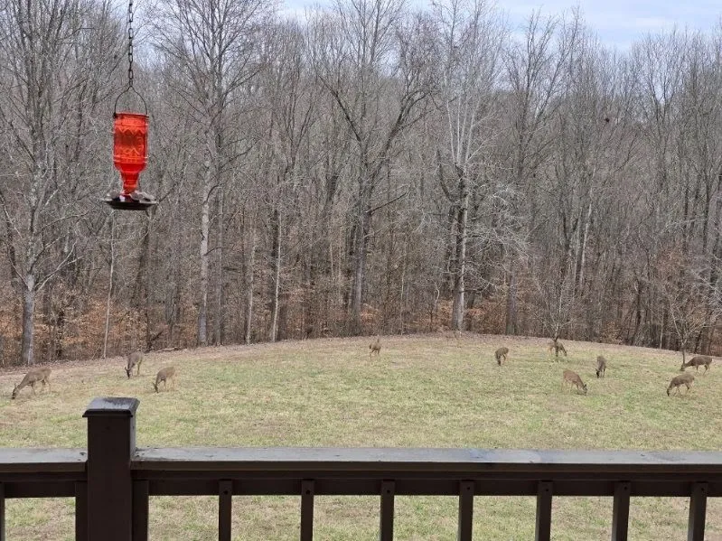 251 Tisdale Dr Smithville, TN 37166