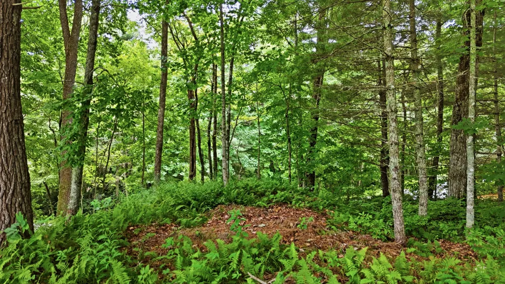 LT 37 Lilium Lane Cullowhee, NC 28723