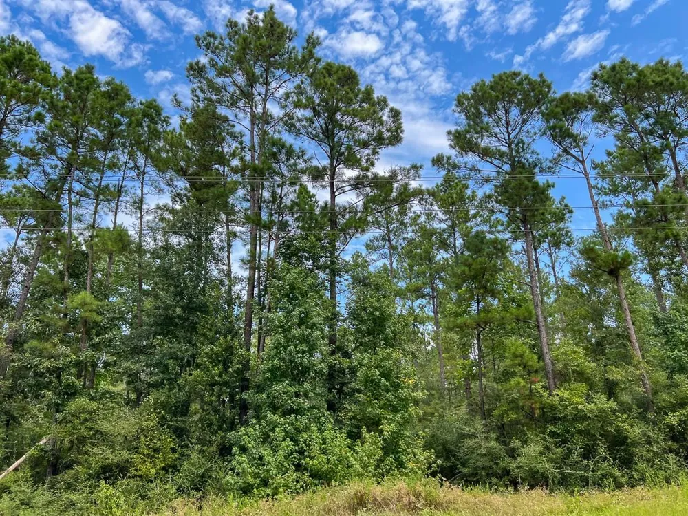 23 Highway 94 Road Groveton, TX 75845