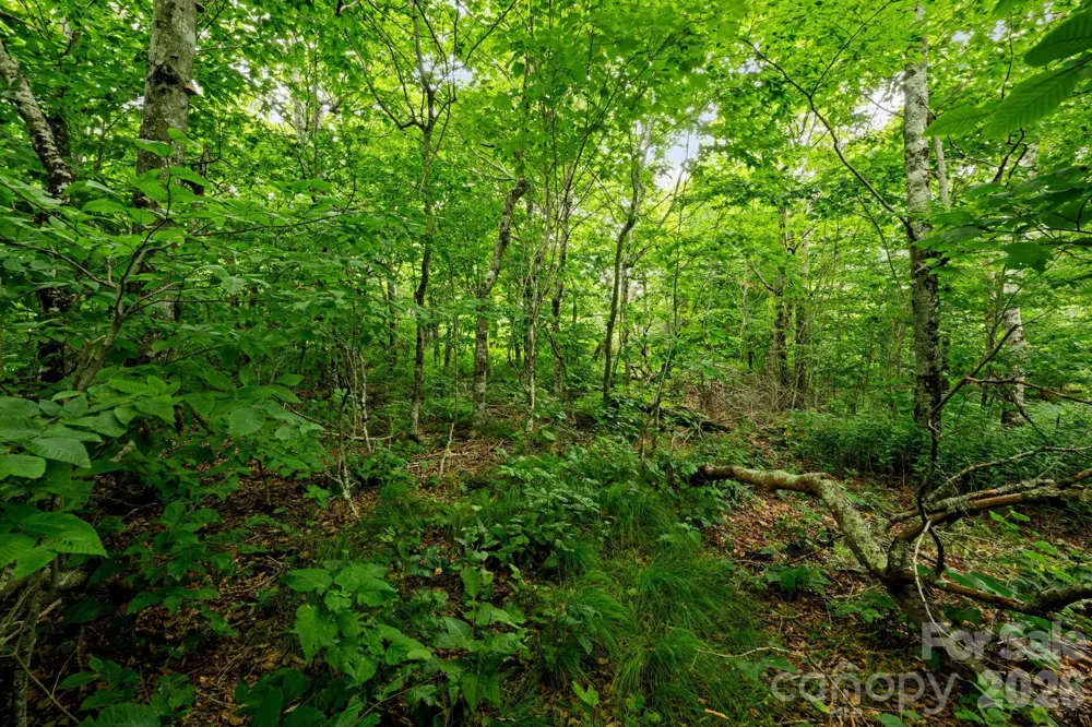 Lot 96 Cloud Spring Drive #96 Sugar Mountain, NC 28604
