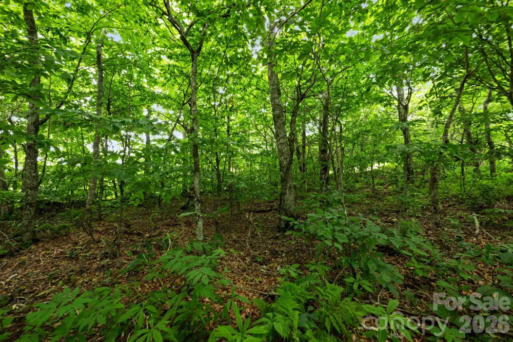 Lot 96 Cloud Spring Drive #96 Sugar Mountain, NC 28604