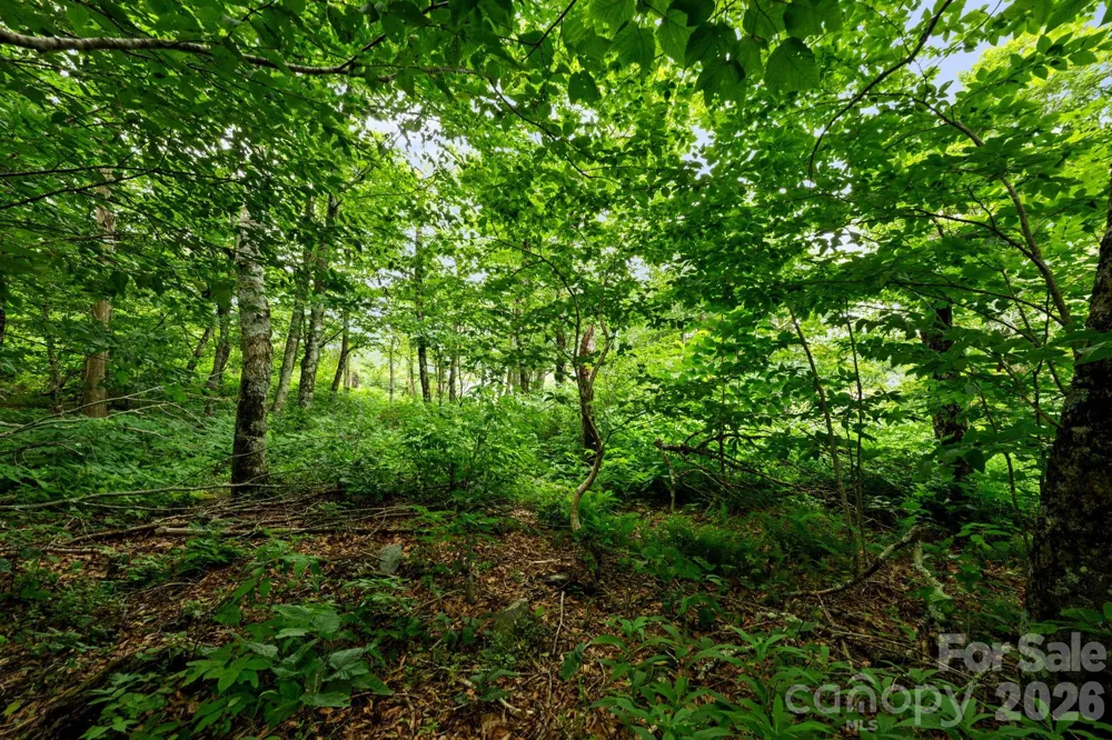 Lot 96 Cloud Spring Drive #96 Sugar Mountain, NC 28604