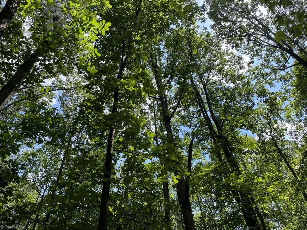 0 Sawyer Road Hays, NC 28635