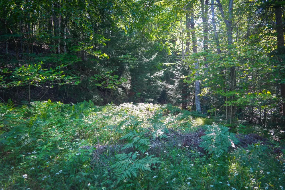 3505 Timber Lost Road Paradise, MI 49768