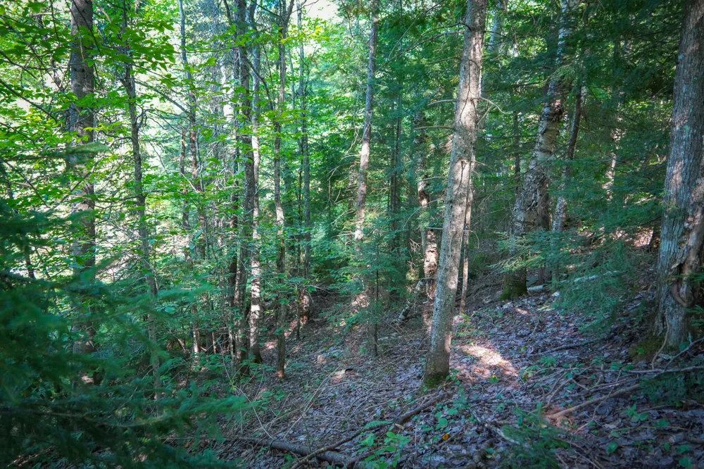 3505 Timber Lost Road Paradise, MI 49768