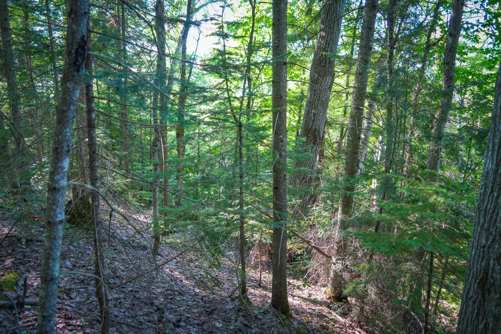 3505 Timber Lost Road Paradise, MI 49768