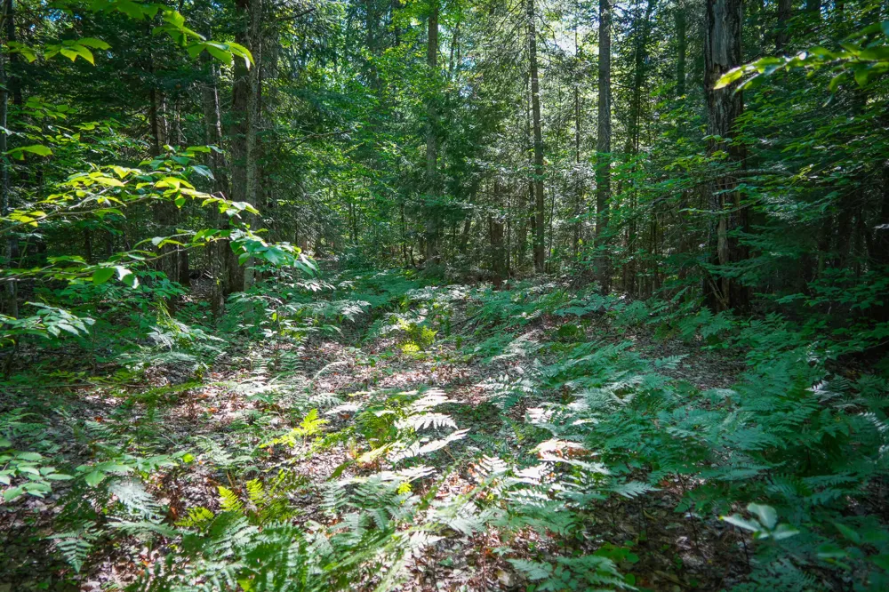 3505 Timber Lost Road Paradise, MI 49768