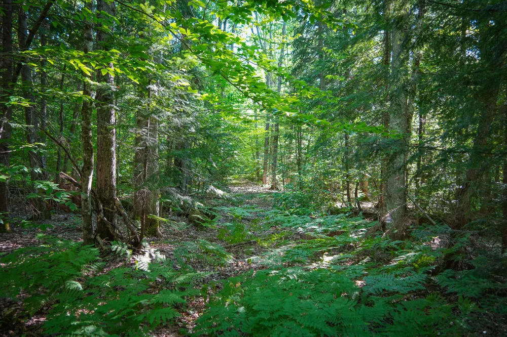 3505 Timber Lost Road Paradise, MI 49768