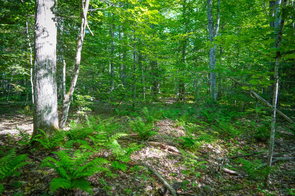 3505 Timber Lost Road Paradise, MI 49768