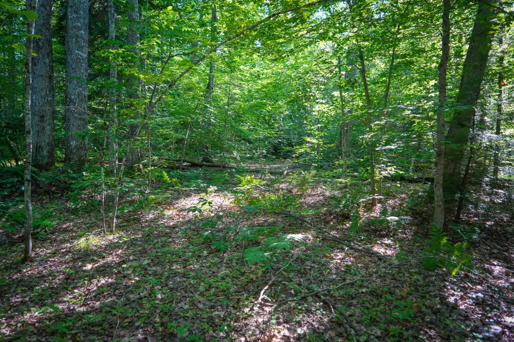 3505 Timber Lost Road Paradise, MI 49768