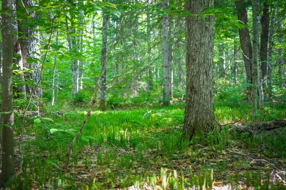 3505 Timber Lost Road Paradise, MI 49768