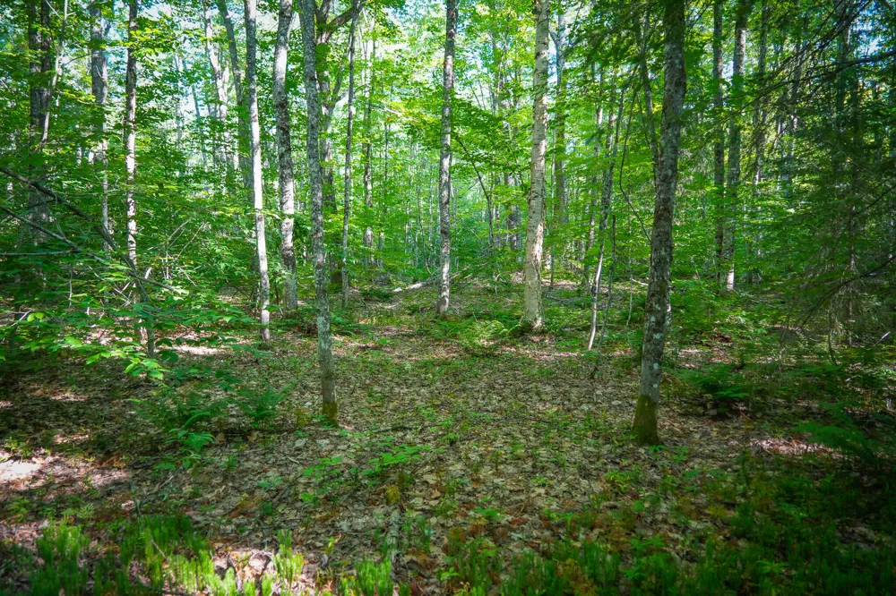 3505 Timber Lost Road Paradise, MI 49768