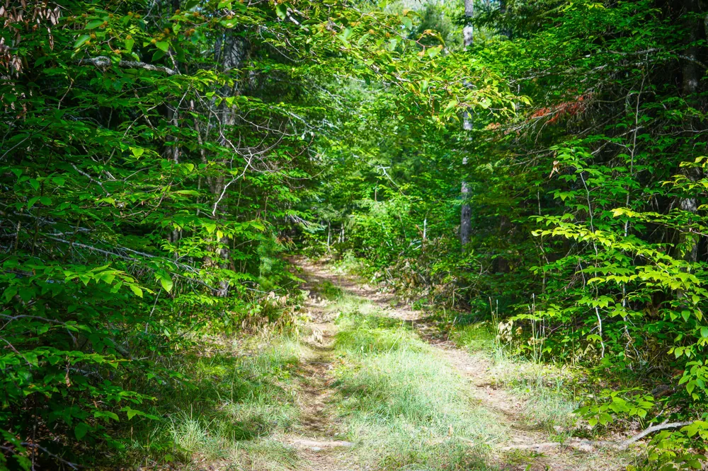3505 Timber Lost Road Paradise, MI 49768
