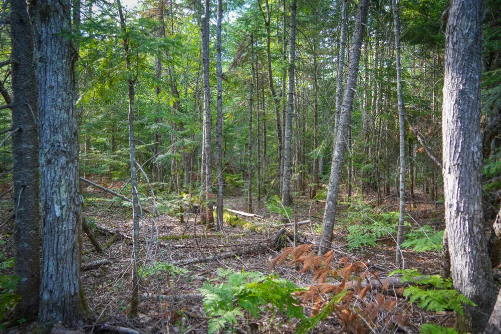 3505 Timber Lost Road Paradise, MI 49768