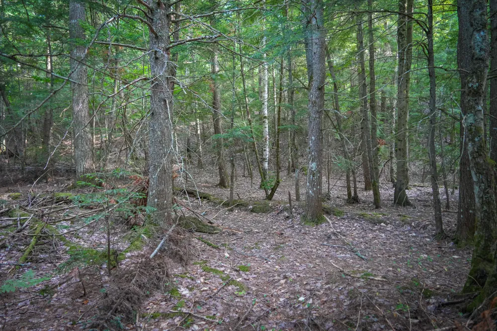 3505 Timber Lost Road Paradise, MI 49768