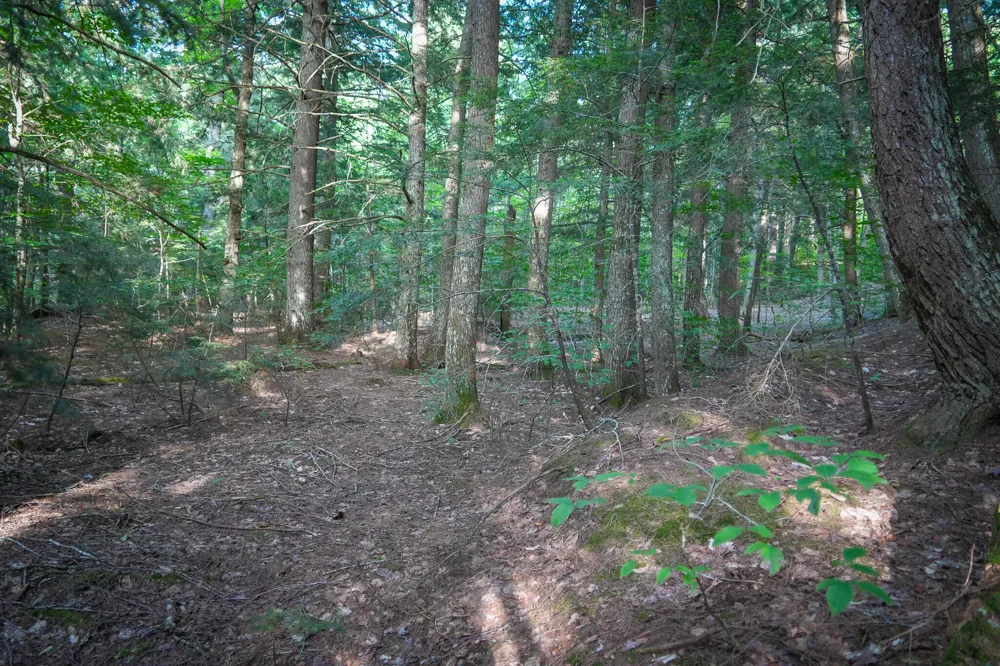 3505 Timber Lost Road Paradise, MI 49768