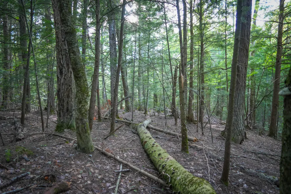 3505 Timber Lost Road Paradise, MI 49768