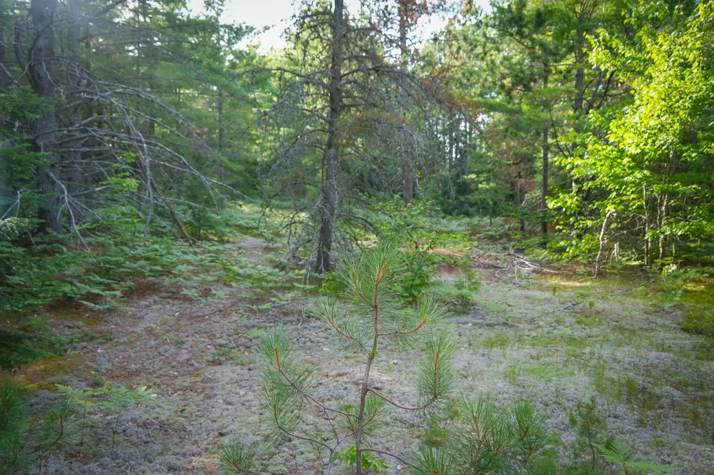 3505 Timber Lost Road Paradise, MI 49768